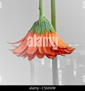 Una versione a pila di piegare e morendo rosso Gerbera Daisy Closeup. Fotografia Stock da cahyman. Foto Stock