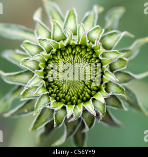 Germoglio di fiore viola apertura coneflower   Echinacea purpurea orientale cono viola fiore Foto Stock