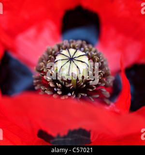 Ladybird poppy - Papaver commutatum Foto Stock