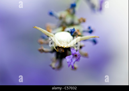 Il ragno granchio - Misumena vatia su un fiore di lavanda Foto Stock