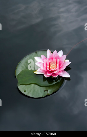 I Paesi Bassi, 's-Graveland. Water Lilies Foto Stock