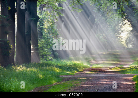 I Paesi Bassi, 's-Graveland, foresta di faggio road. Tenuta rurale chiamato Gooilust. Sunray nella nebbia di mattina. Foto Stock