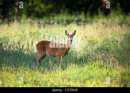 I Paesi Bassi, 's-Graveland, cervo e capriolo. Foto Stock