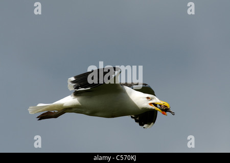 Grande Black backed Gull (Larus marinus) in volo portando un morto Manx Shearwater sull isola Skokholm Pembrokeshire REGNO UNITO Foto Stock