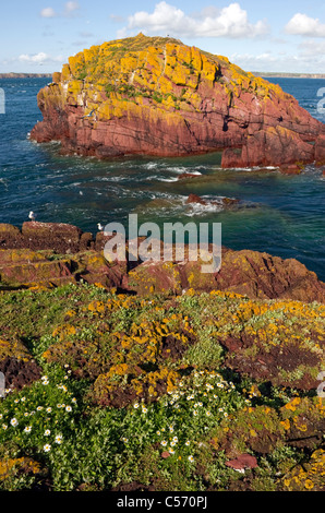 La Pila, un lichene giallo coperto rosso roccia arenaria visto dal collo Skokholm island Pembrokeshire South Wales UK Foto Stock