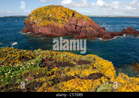 La Pila, un lichene giallo coperto rosso roccia arenaria visto dal collo Skokholm island Pembrokeshire South Wales UK Foto Stock