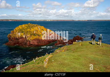 La Pila, un lichene giallo coperto rosso roccia arenaria visto dalla riva sul collo Skokholm Pembrokeshire South Wales UK Foto Stock