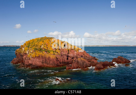 La Pila, un lichene giallo coperto rosso roccia arenaria visto dal collo Skokholm island Pembrokeshire South Wales UK Foto Stock