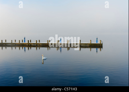 Swan dal molo con nebbia in background su Windermere, Lake District, Cumbria Foto Stock