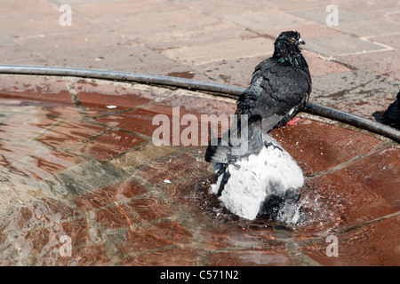 Pigeon pulisce le sue piume in acqua. Foto Stock