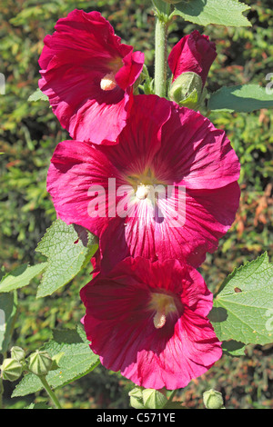 Rosso fiori Hollyhocks Foto Stock