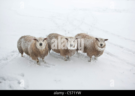I Paesi Bassi, 's-Graveland, tenuta rurale chiamato Gooilust. Inverno, la neve. Pecore. Foto Stock
