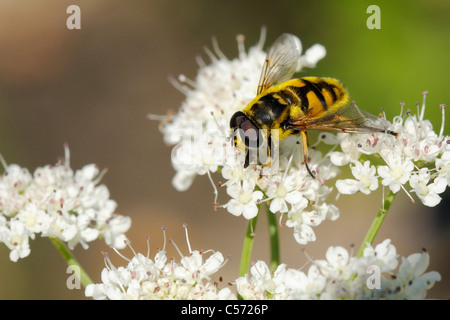 Hoverfly (Myathropa florea) maschio adulto, alimentando il Wild angelica (Angelica sylvestris) ombrella fiori, Corsica, Francia. Foto Stock