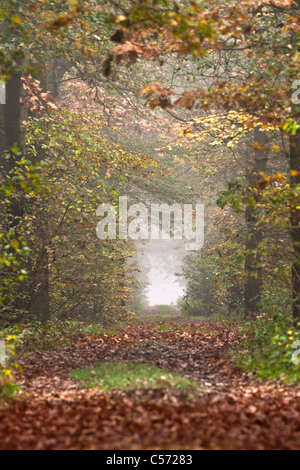 I Paesi Bassi, Diepenheim, colori dell'autunno. Sentiero forestale Foto Stock