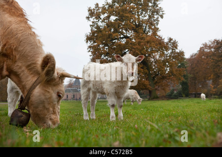 I Paesi Bassi, Delden, colori dell'autunno. Vacche su Twickel station wagon. Foto Stock