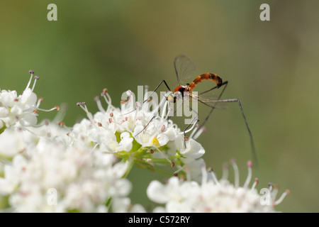 Net-winged midge (Apistomyia elegans), alimentando il riverside Wild angelica (Angelica sylvestris), Corsica, Francia. Foto Stock