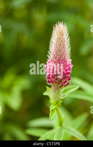 Trifolium rubens in fiore Foto Stock