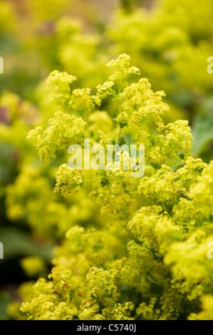 Alchemilla mollis, Lady del mantello, in fiore Foto Stock