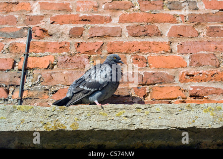 Columba livia domestica Foto Stock