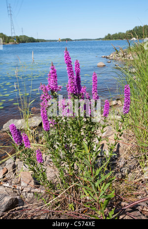 Lythrum salicaria Purple loosestrife Foto Stock