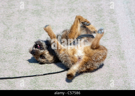 Border Terrier Foto Stock