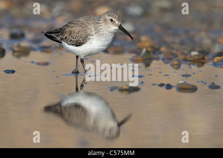 Un piumaggio inverni Dunlin adulto, Norfolk, Dicembre Foto Stock