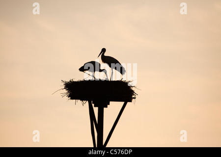 I Paesi Bassi, Jonen, cicogne sul nido. Foto Stock