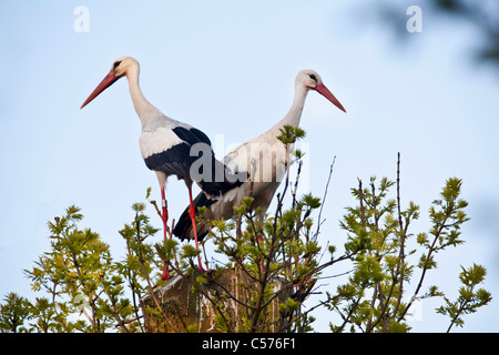 I Paesi Bassi, Jonen, cicogne sul nido previsto. Foto Stock