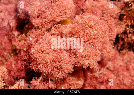 Un alga rossa (Jania rubens) in un rockpool, REGNO UNITO Foto Stock