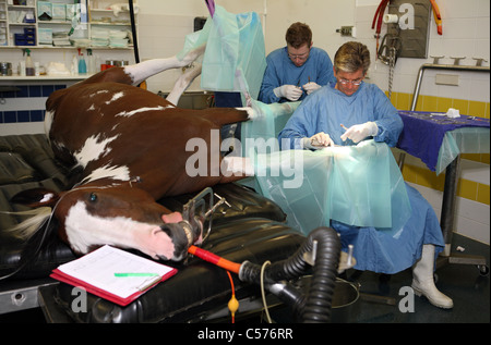 I veterinari operanti su un cavallo è la gamba Foto Stock