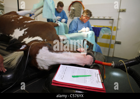 I veterinari operanti su un cavallo è la gamba Foto Stock