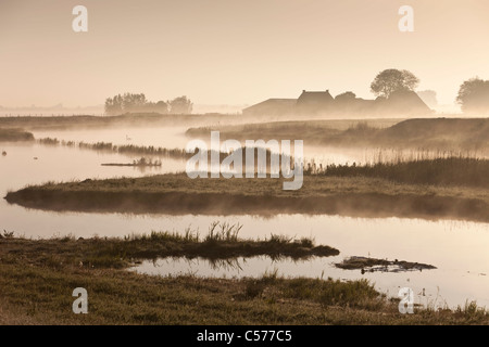 I Paesi Bassi, Ossenzijl, Fattoria e cigno nella nebbia di mattina. Foto Stock