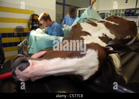 I veterinari operanti su un cavallo è la gamba Foto Stock