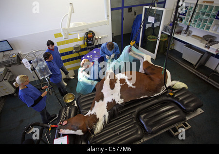 I veterinari operanti su un cavallo è la gamba Foto Stock