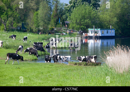 I Paesi Bassi, Zalk, House Boat in fiume chiamato IJssel. Le vacche di bere. Foto Stock