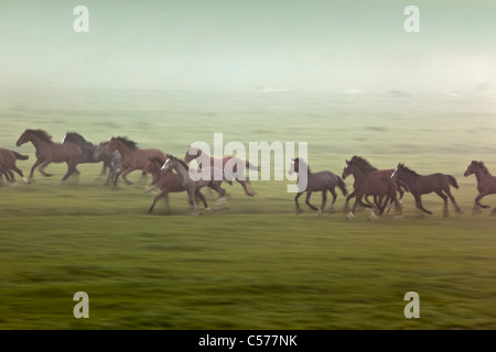 I Paesi Bassi, Zalk, i cavalli giovani in esecuzione nella nebbia di mattina. Foto Stock