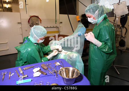 I veterinari operanti su un cavallo è la gamba Foto Stock