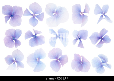 I fiori delle ortensie isolato su bianco Foto Stock