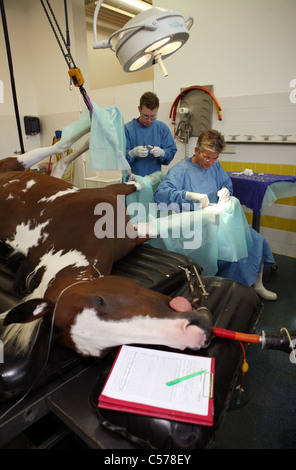 I veterinari operanti su un cavallo è la gamba Foto Stock