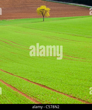 Unico albero in campo verde Foto Stock