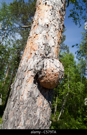 Bave su tronco di pino scotch ( pinus sylvestris ) , Finlandia Foto Stock