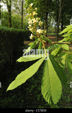 Aesculus hippocastanum - Ippocastano albero. Foto Stock