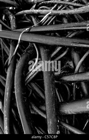 Close-up di kelp lavato fino sulla riva del mare di Oregon Foto Stock