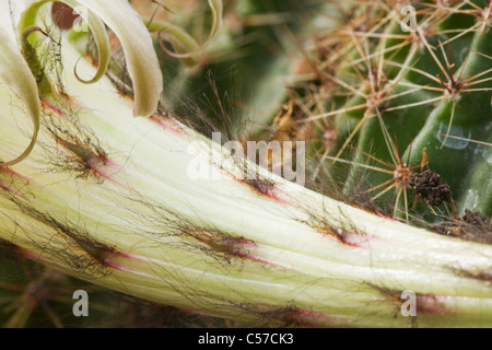 Una parte di gambo di fiore, Harrisia Fragrans piccolo cactus, extreme close-up Foto Stock