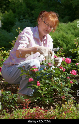 Donna matura la potatura di rose bush Foto Stock