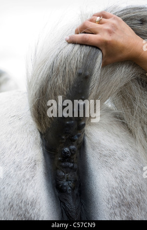 Cavallo grigio il melanoma, equine dermatologiche di tumori della pelle, il cancro di cellule di melanina Foto Stock