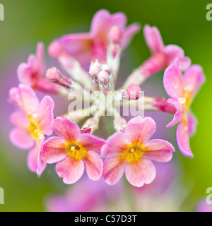 Candelabri primrose - Primula Foto Stock