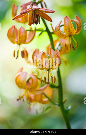 Il Lilium X Dalhansonii 'Marhan' - Turk cappuccio del giglio o Martagon giglio Foto Stock