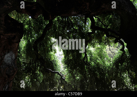 All'interno di una bella struttura Pagoda. Foto Stock