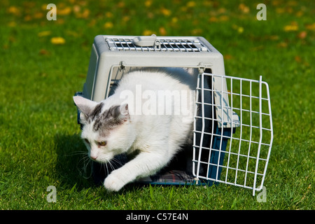 Gabbia per il trasporto di gatti Foto Stock